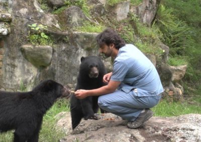Rehabilitation of the Andean Bear in Venezuela