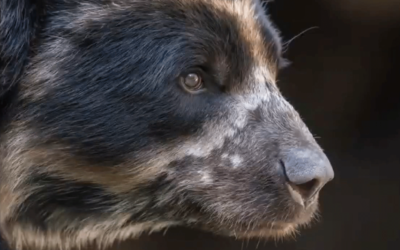 The Andean Bear in Mérida: Conservation in Motion