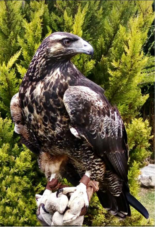 Geranoaetus melanoleucus (Águila Real Andina) | Biocontacto